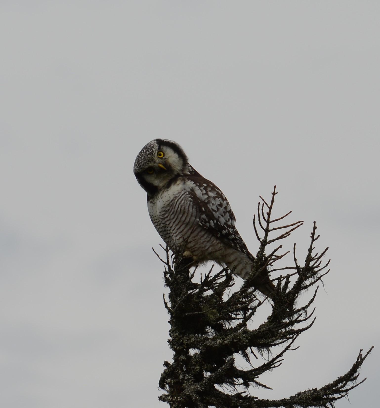 DSC_1736 (2)