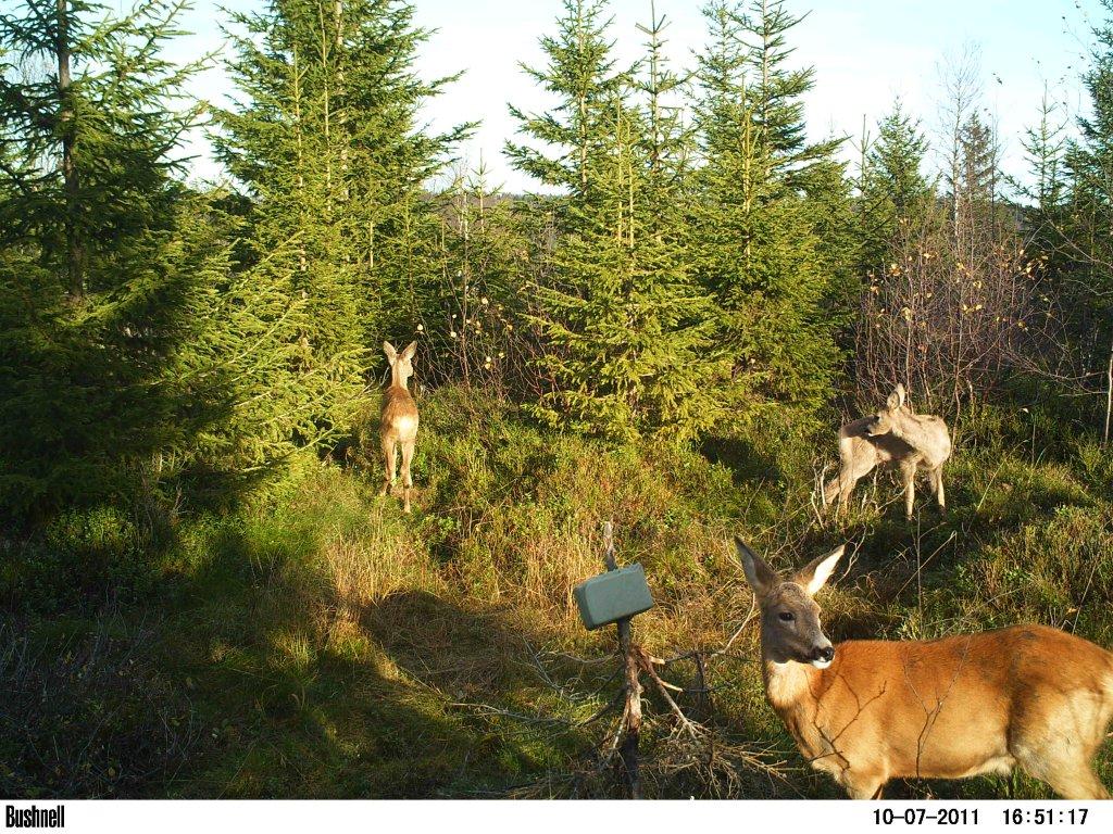 viltkamera2011-033