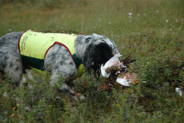 Marco apporterer stodig