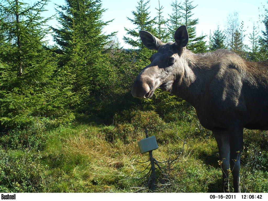 viltkamera2011-028
