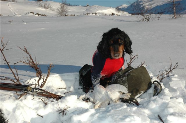 Tici pa vinterjakt -20