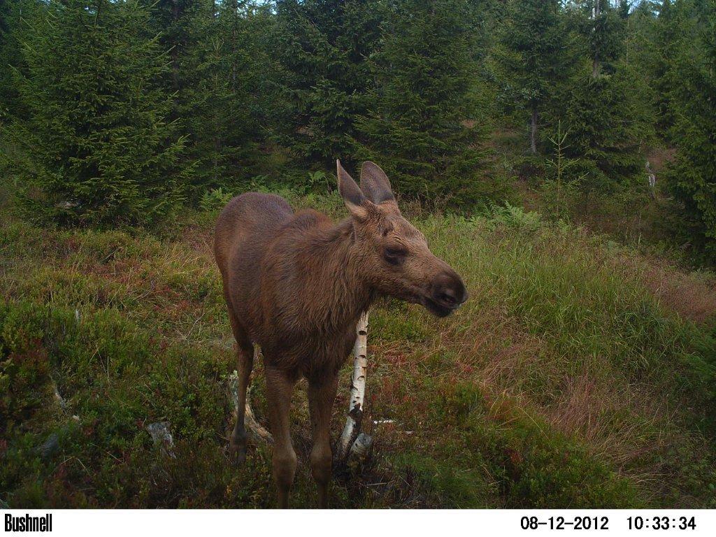 viltkamera2011-078