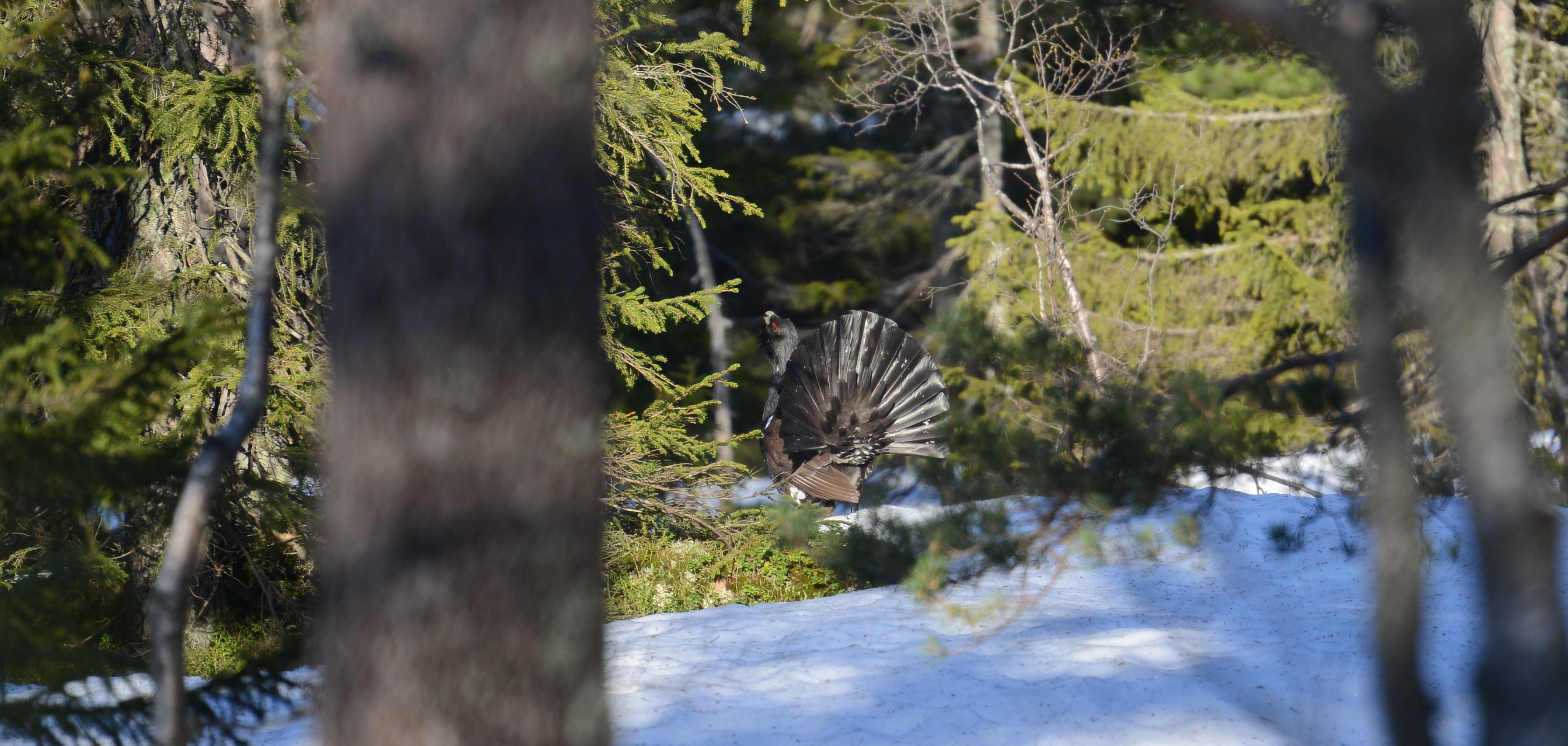 DSC_4740 (2)