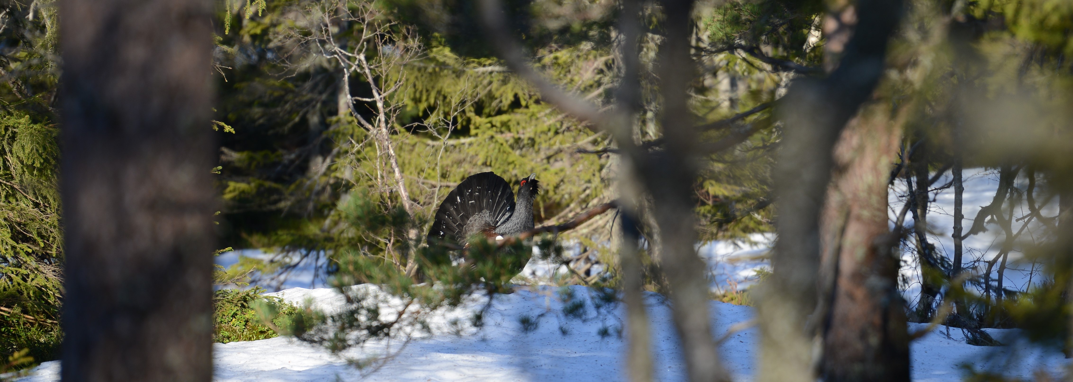 DSC_4783 (2)