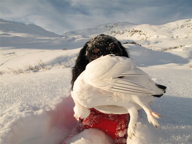 God hund og flott rype