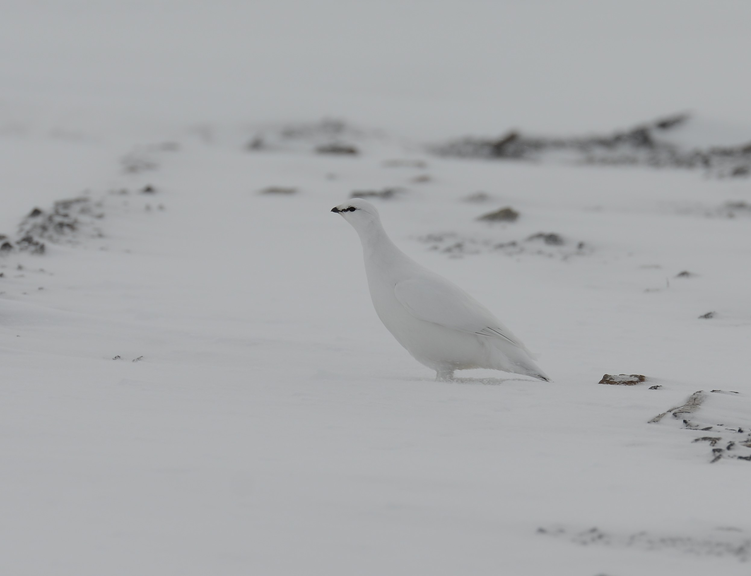 DSC_8860 (2)