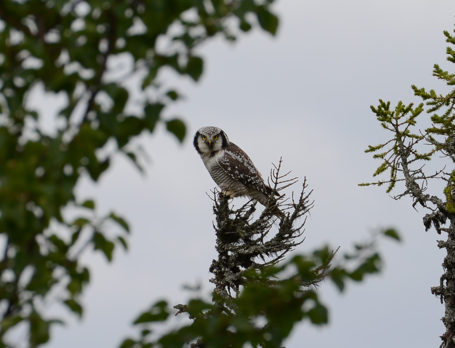 DSC_1709 (2)