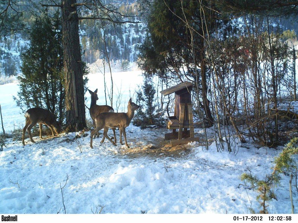 viltkamera2011-039