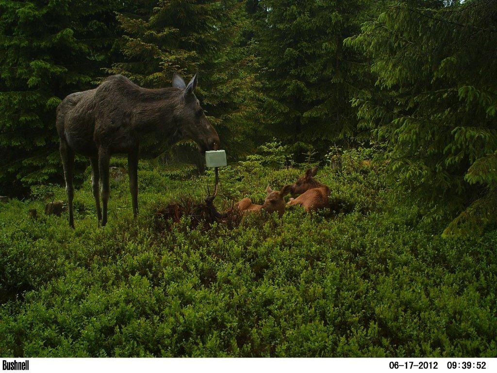 viltkamera2011-063