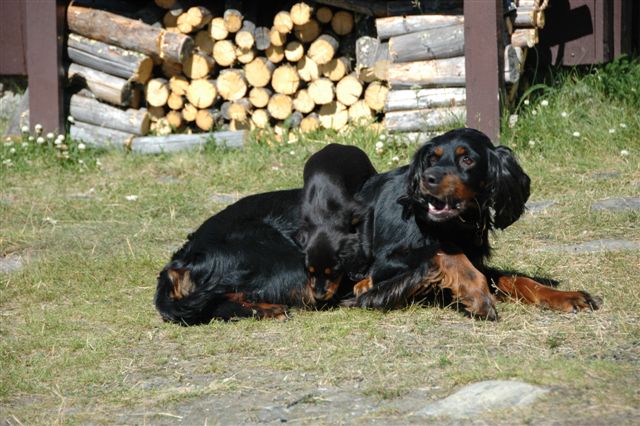 Melkebutikken er stengt