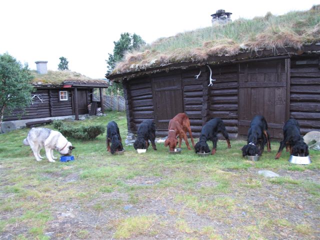 Kveldsmat