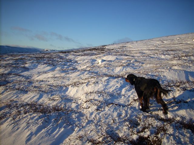 Mai har funnet ryper