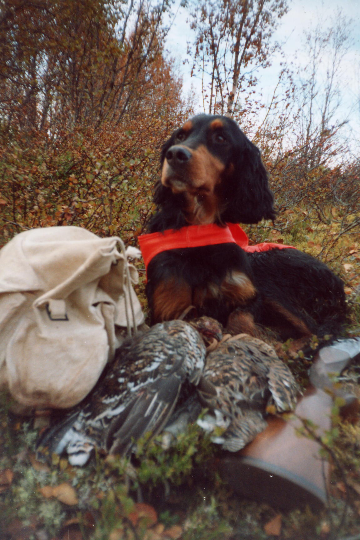 Fjellet's Felicia