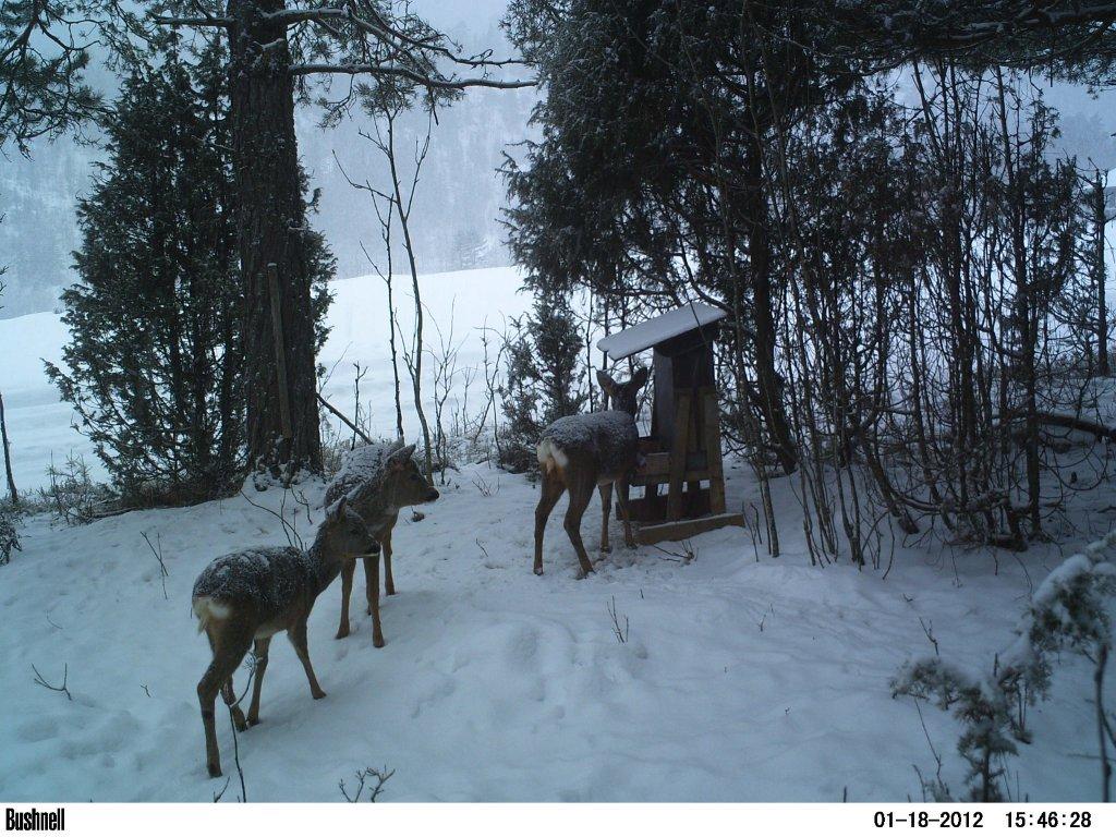 viltkamera2011-038