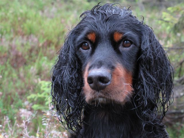 Hedda - glad i deg