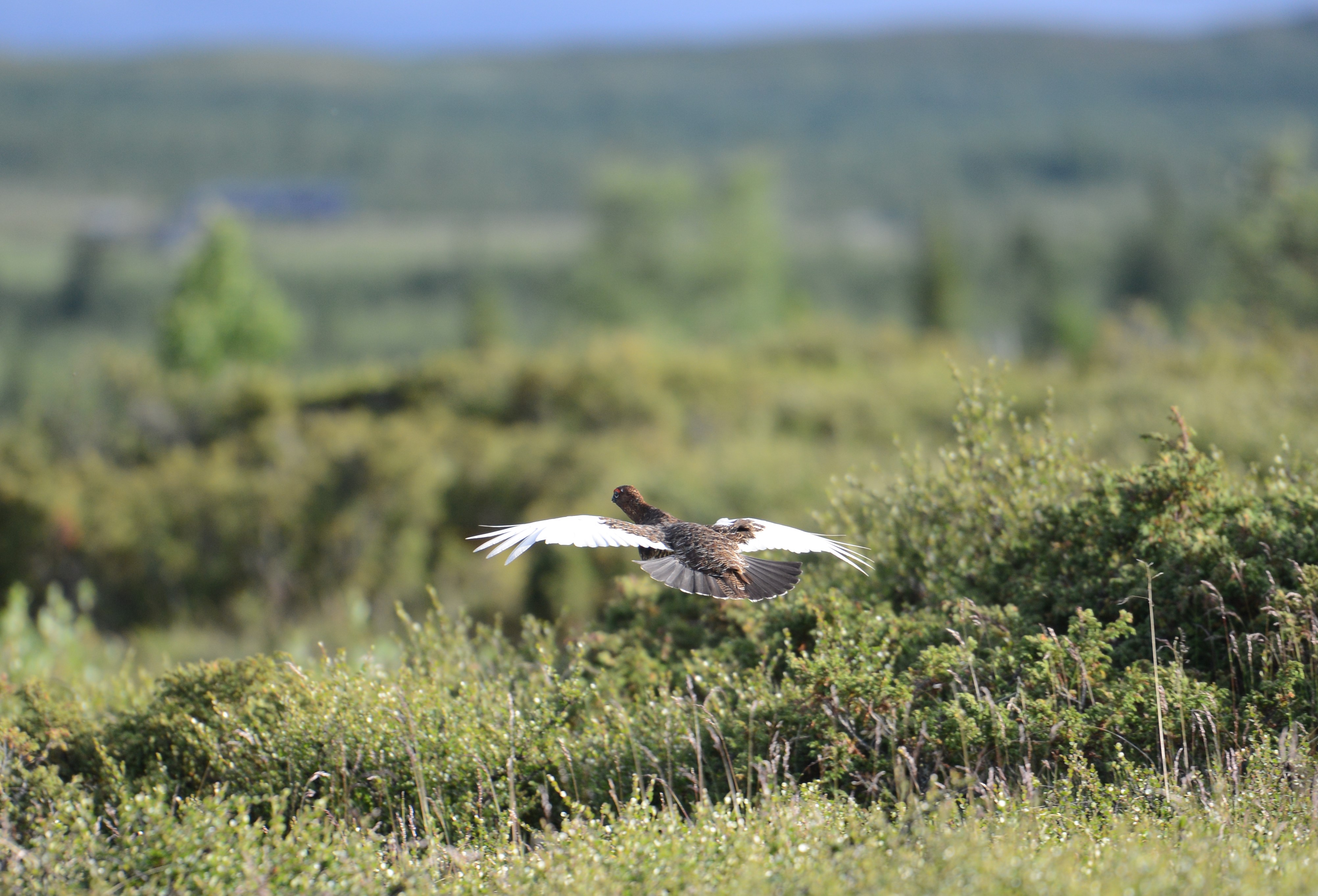 DSC_0118 (2)