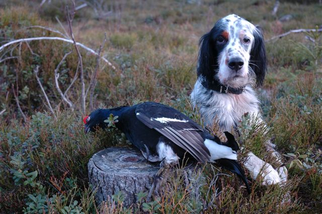 Marco pa skogsfugljakt