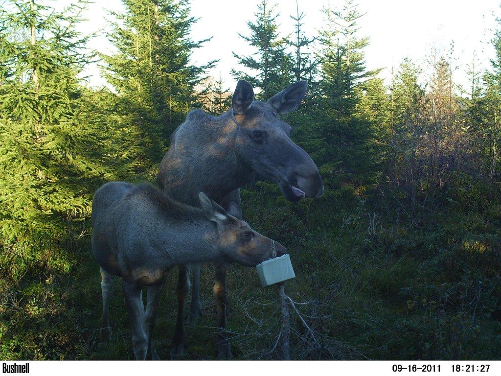 viltkamera2011-025