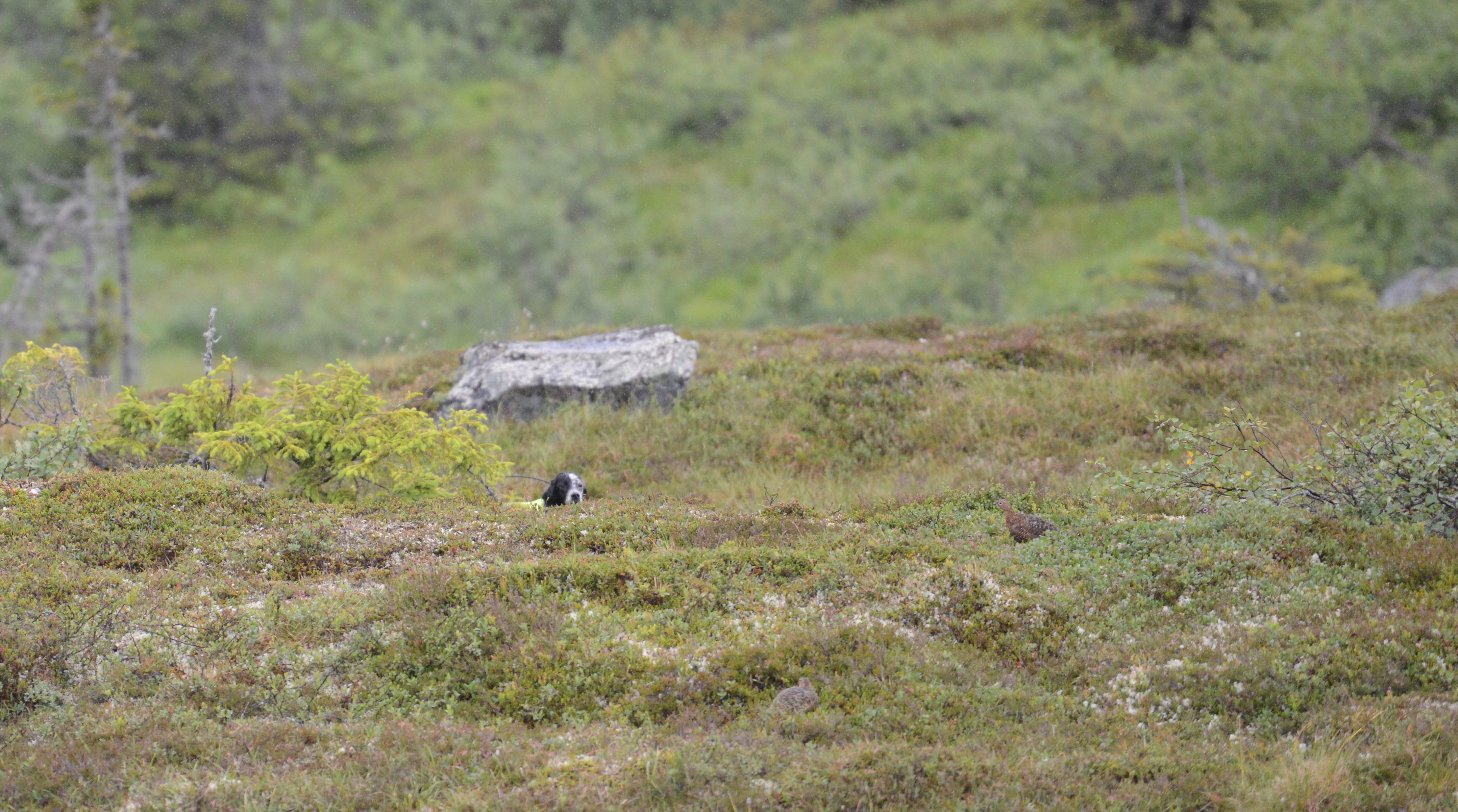 DSC_5926 (2)