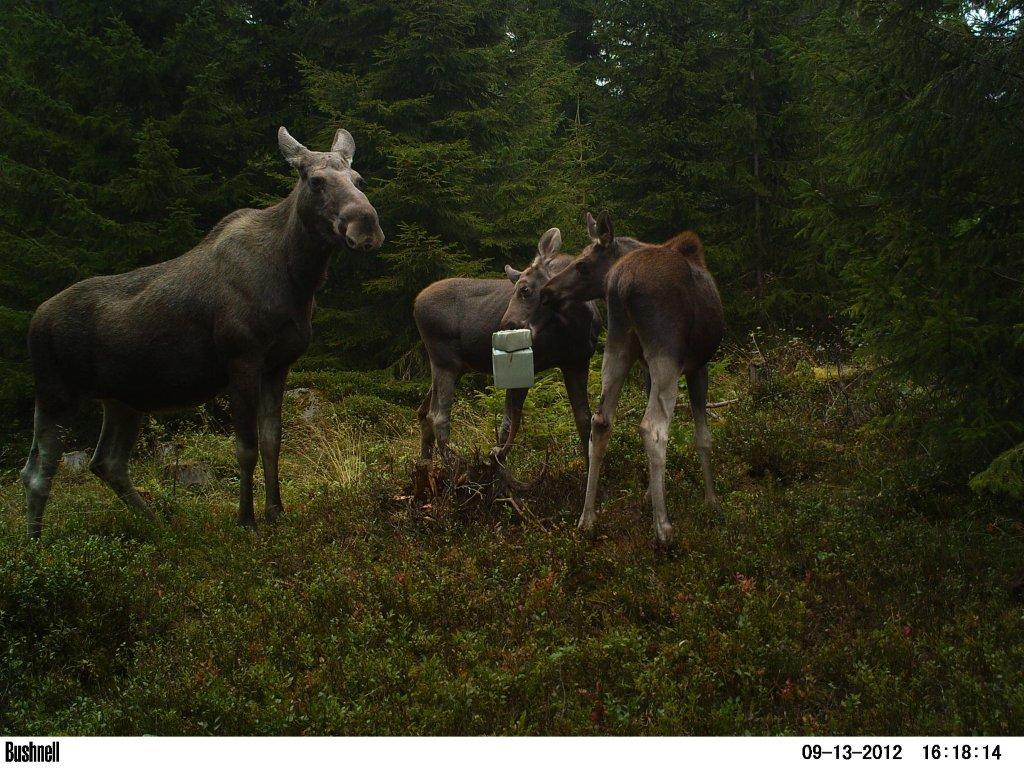 viltkamera2011-089