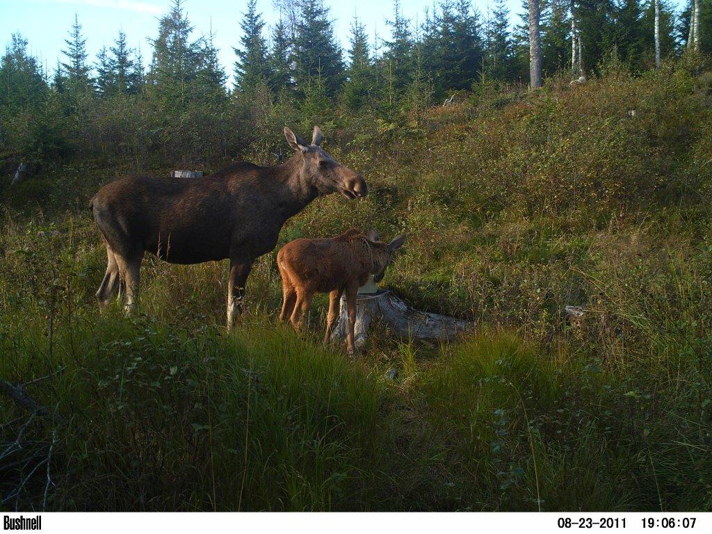 viltkamera2011-027