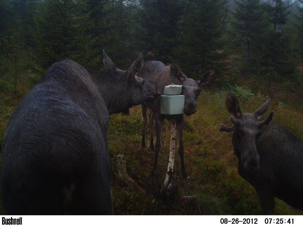 viltkamera2011-088