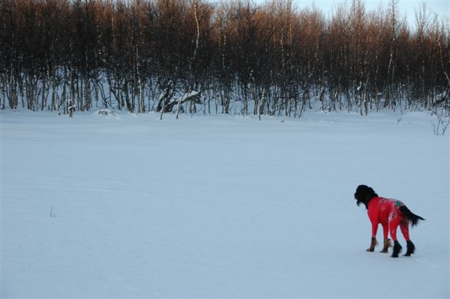 Mai har ryper i skogen