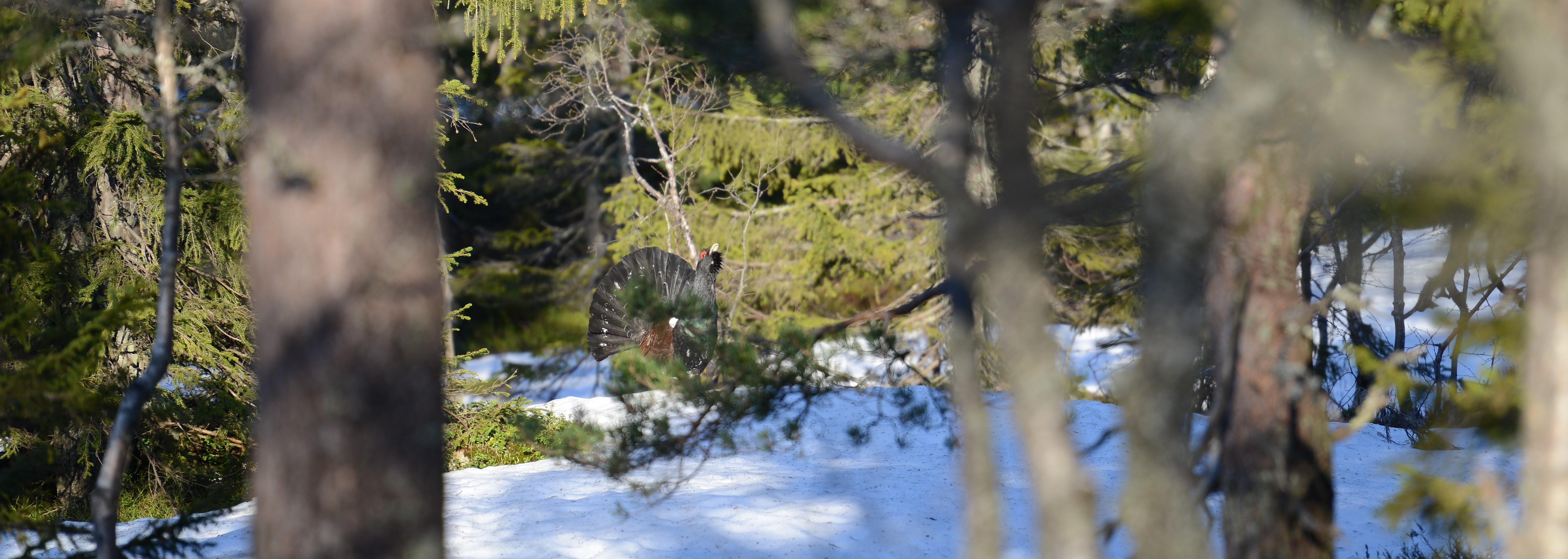 DSC_4760 (2)
