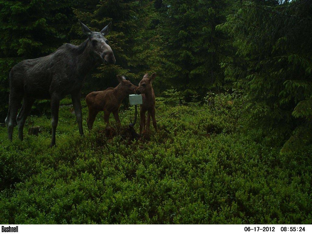 viltkamera2011-062