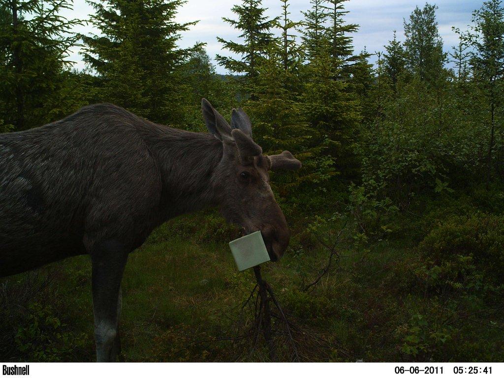 viltkamera2011-006