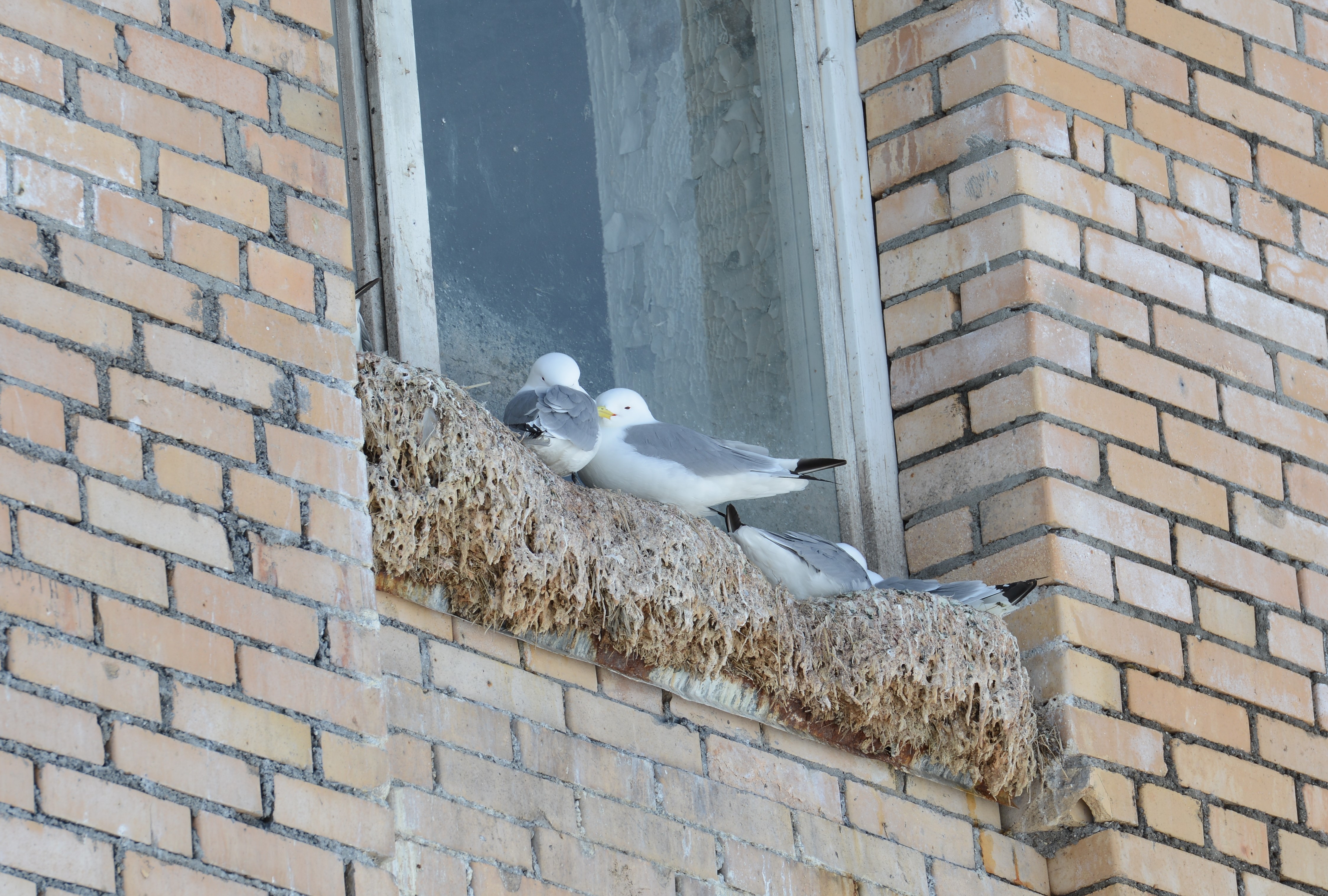 DSC_8961 (2)