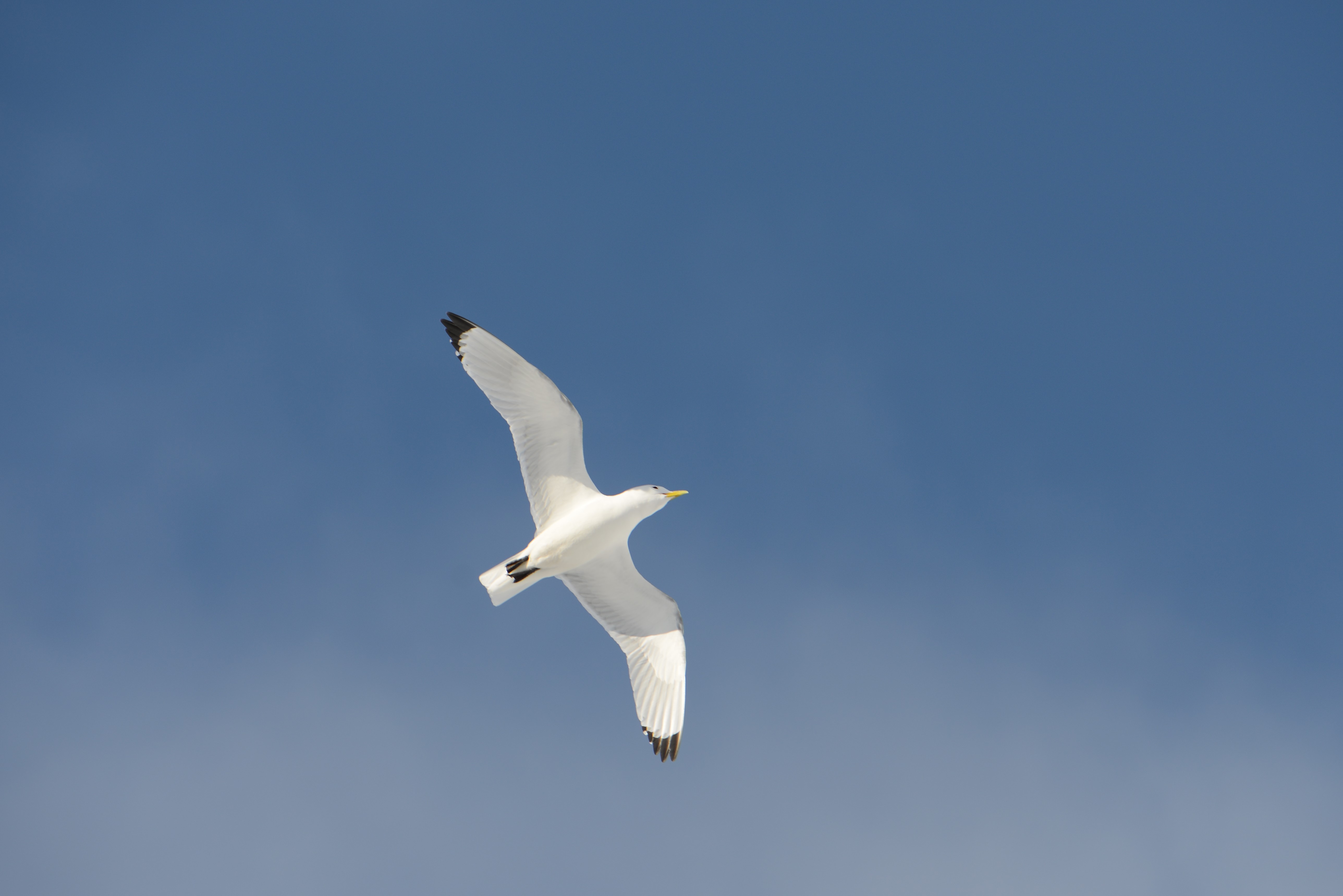 DSC_8946 (2)
