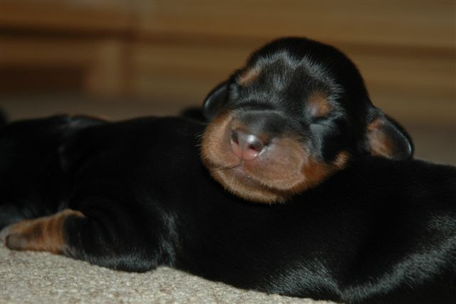 Sover godt