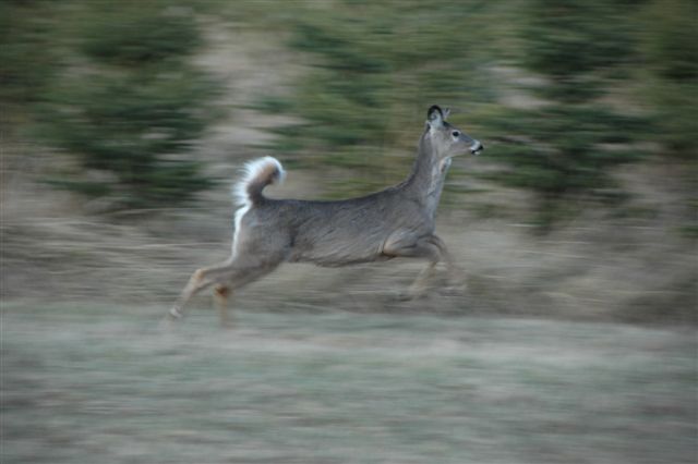 Whitetail