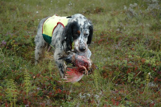 Marco med skadet rype