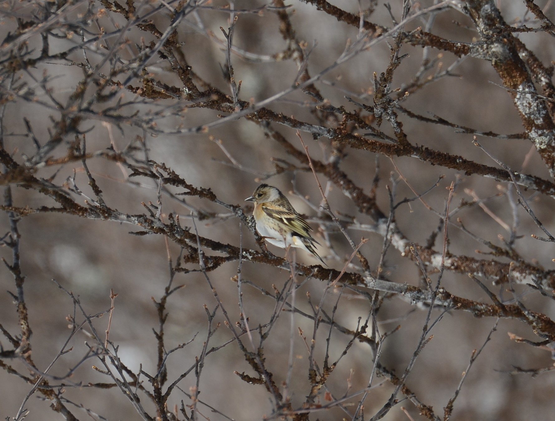 DSC_9465 (2)