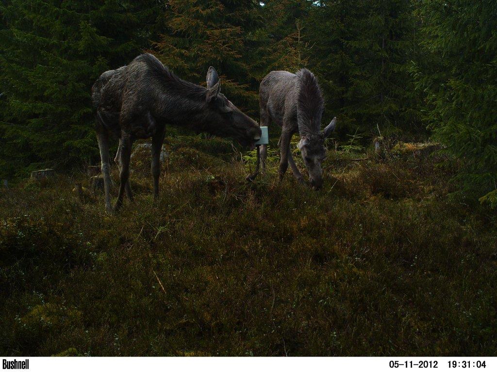 viltkamera2011-053
