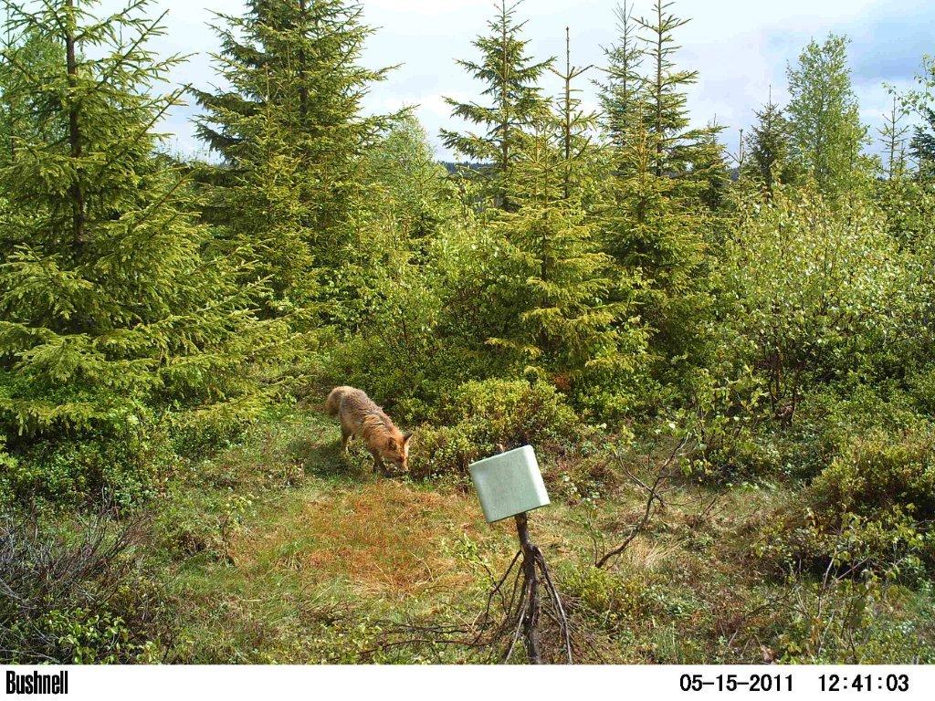 viltkamera2011-008