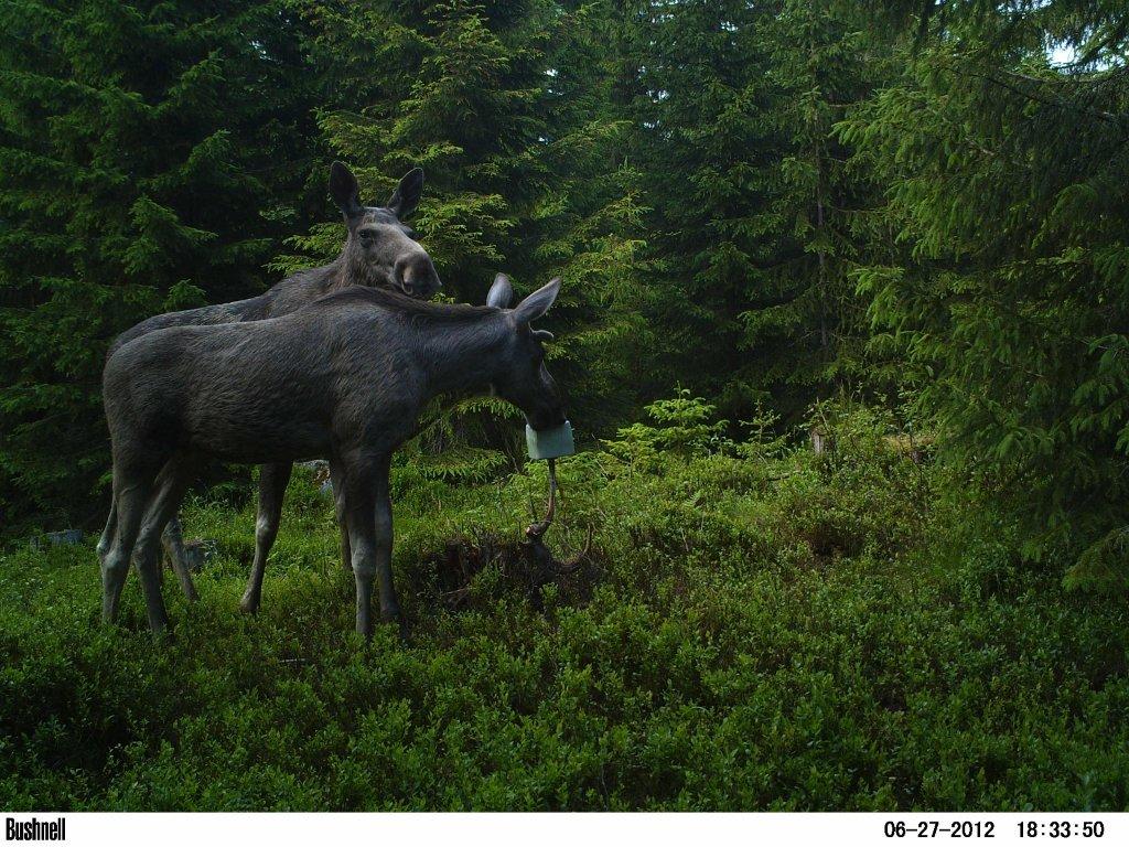 viltkamera2011-066