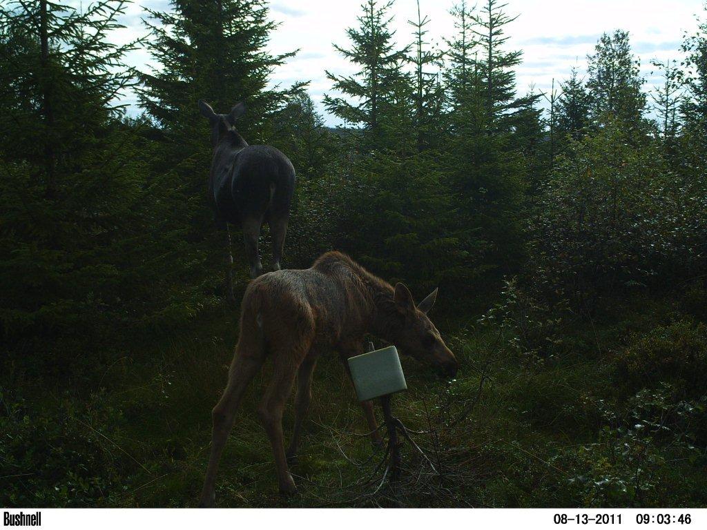 viltkamera2011-022