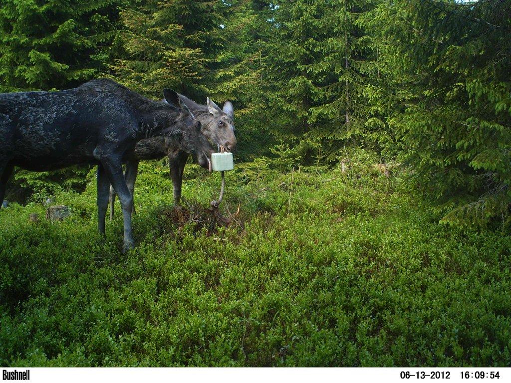 viltkamera2011-054