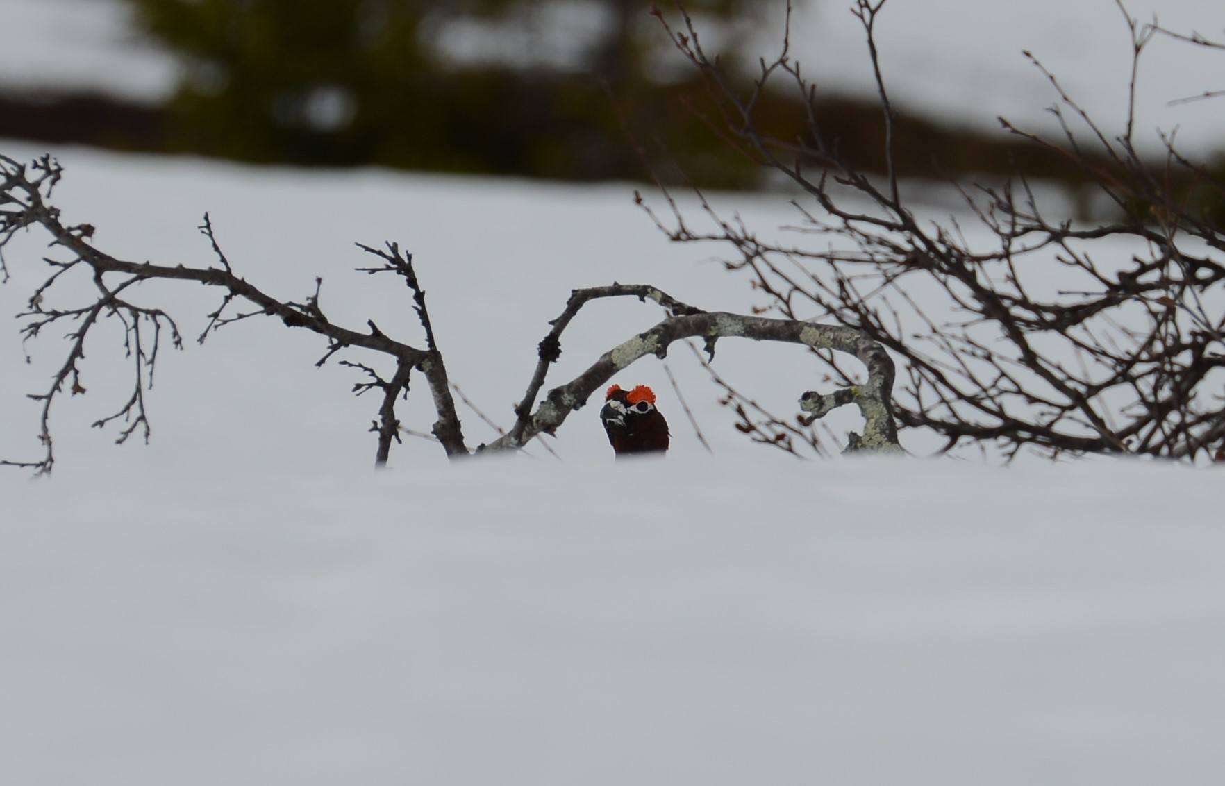 DSC_9270 (2)