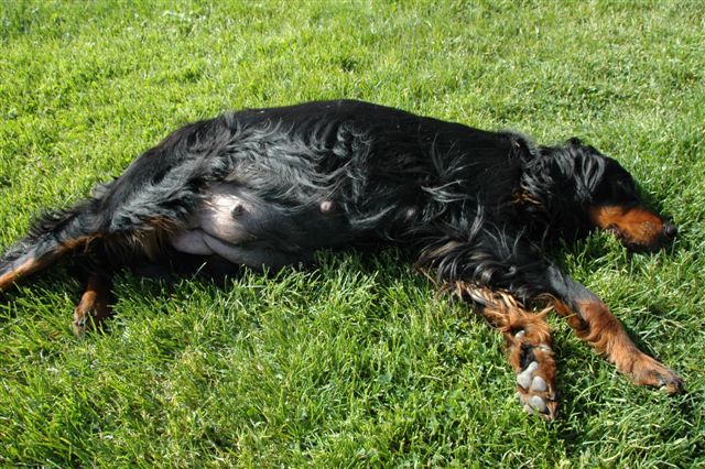 Noen dager igjen fortsatt