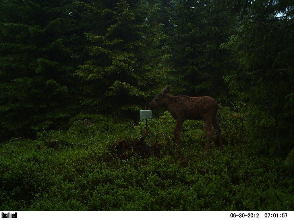 viltkamera2011-067