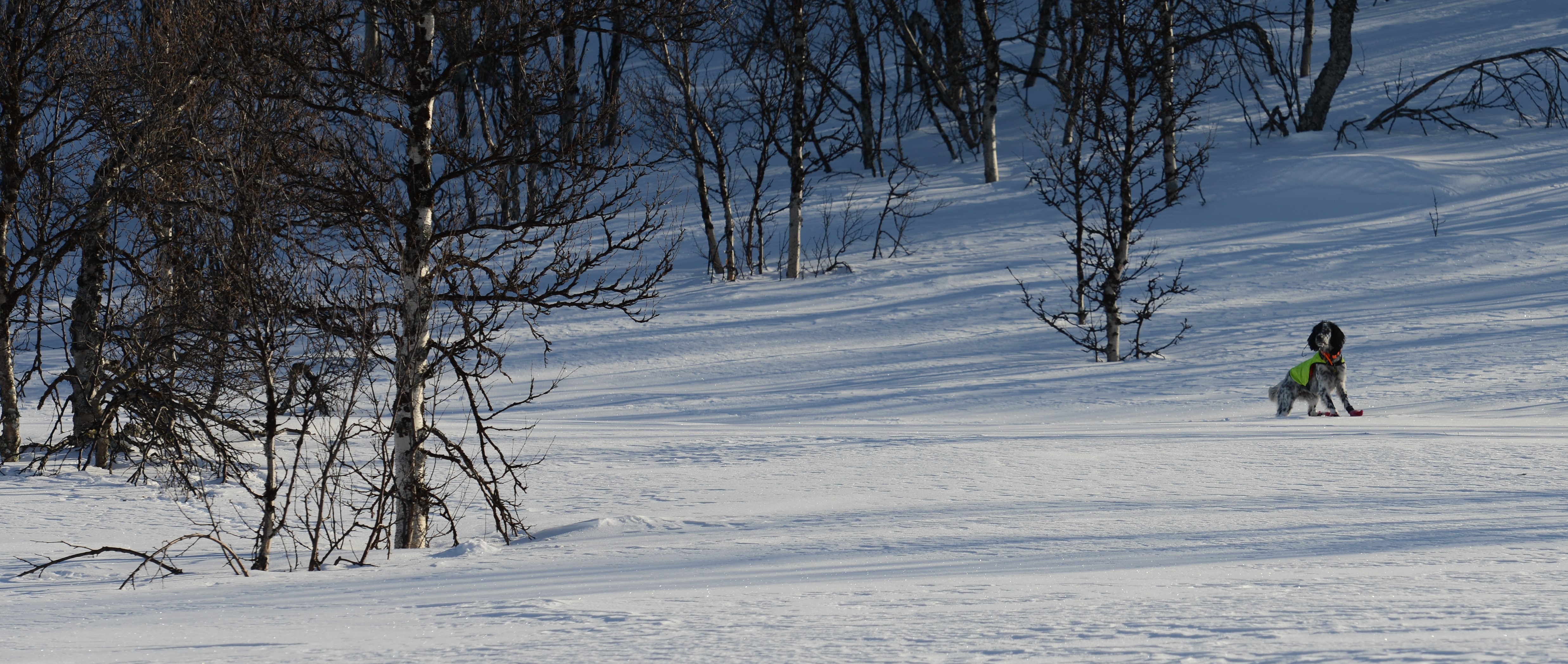 DSC_8491 (2)
