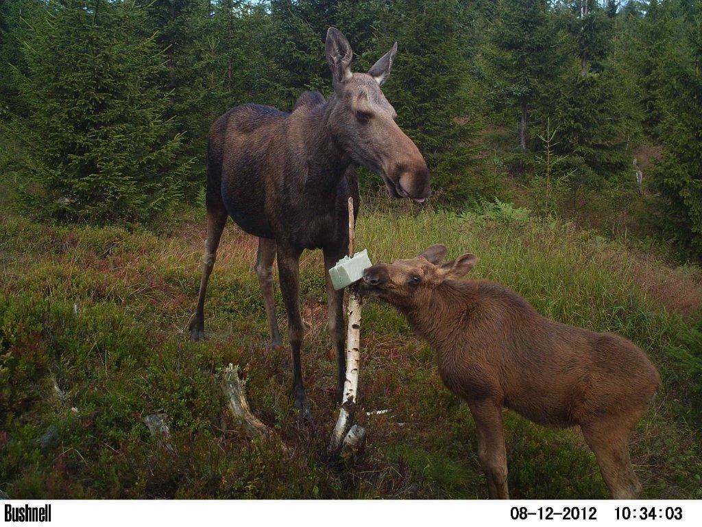 viltkamera2011-079