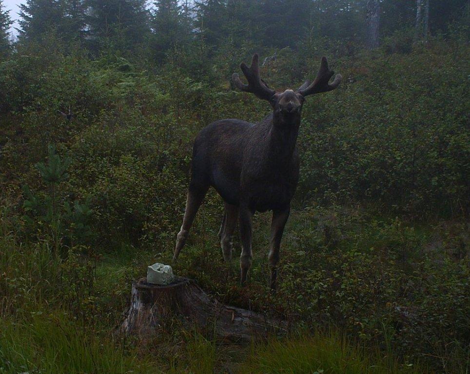 viltkamera2011-017