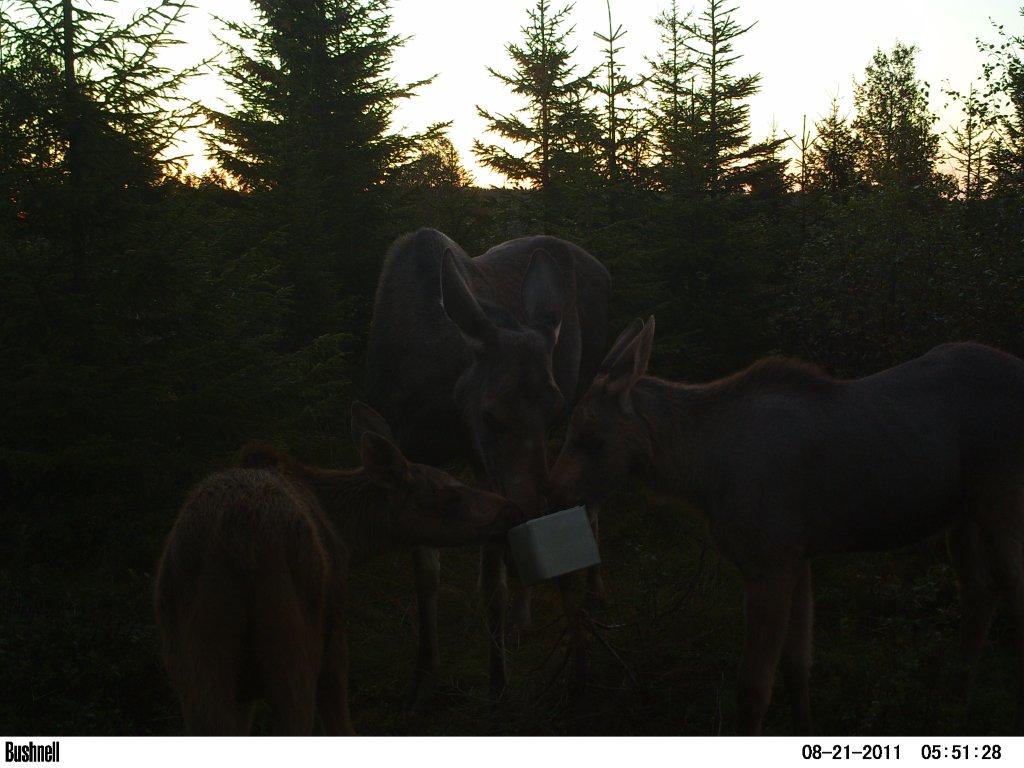 viltkamera2011-024