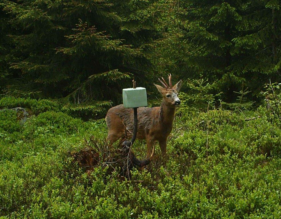 viltkamera2011-058