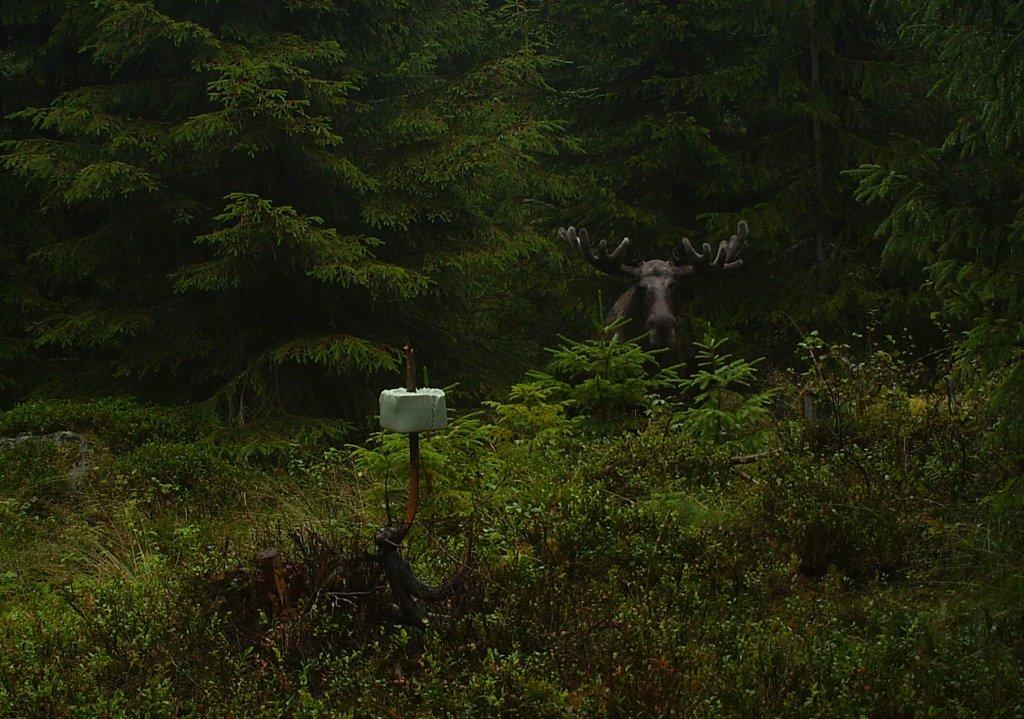 viltkamera2011-082